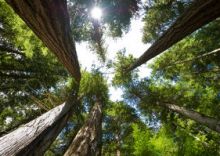 Green Facts on Western Red Cedar 